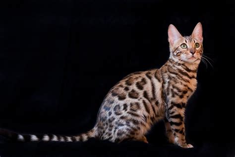 All About Bengal Cats Characteristic Cost Fun Facts And More