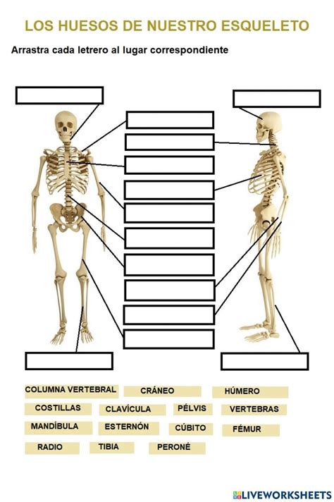 Ejercicio online de El aparato locomotor para 4º de Primaria Puedes