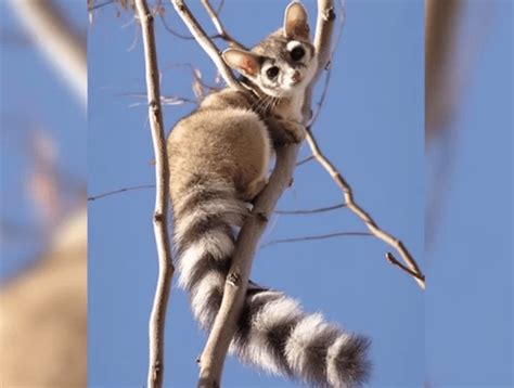 Ringtail Cats Dubbed As The Cutest Animal In North America Cute