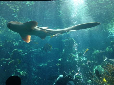Aquarium Of The Pacific Tickets Long Beach Ca Tripster