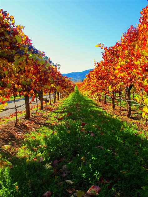 Autumn In Napa Valley California Fall Has Come Changing The Colors