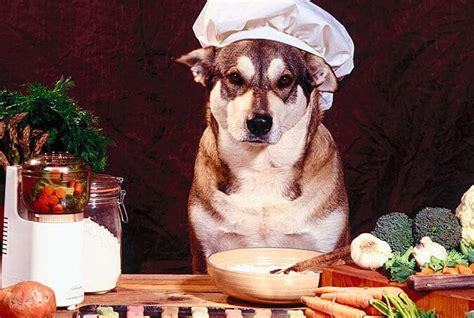 Descubre La Comida Más Sana Para Tu Perro En Casa