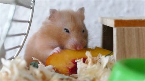 Hamsters can eat banana peels just fine but you do have to be a little careful here. What Can Hamsters Eat? — Pet Central by Chewy