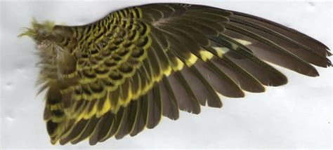 Budgie Wings Wing Tattoo Budgerigar Budgies Parakeet Olive Green