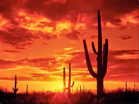 Burning Sunset Saguaro National Park Arizona Usa Free Nature Pictures