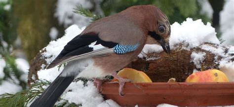 Will You Help Birds Survive By Feeding Them In The Winter