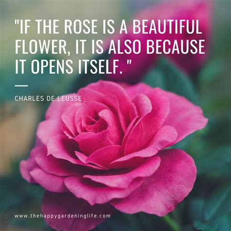 If The Rose Is A Beautiful Flower It Is Also Because It Opens Itself