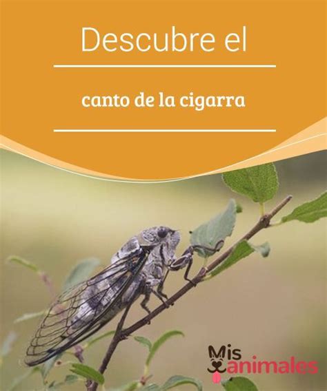 Descubre El Canto De La Cigarra Cigarras Canto Animales