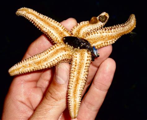 Starfish Eating A Mussel Mussels Starfish Octopus Animals Animales