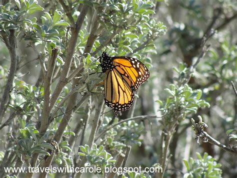 Travels With Carole Pismo Beach California Monarch Butterfly Grove