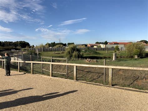 Lion Enclosure at Yorkshire Wildlife Park (October 2021) - ZooChat