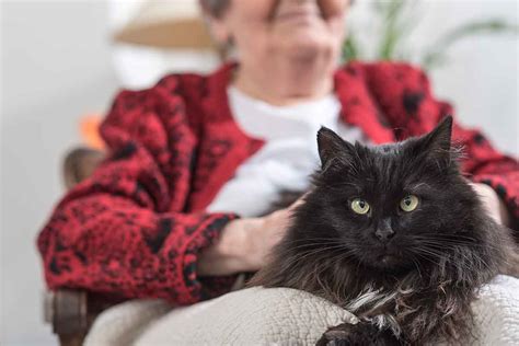 Knowing Your Cats Personality Type Can Help You Give Him A Better Life