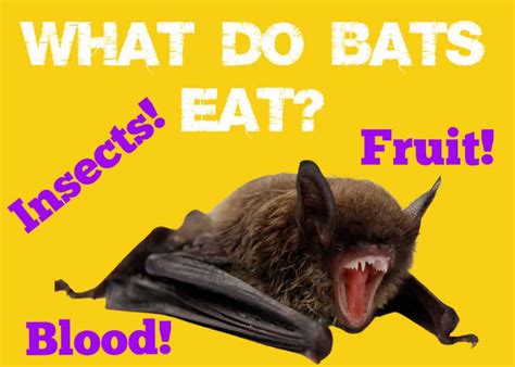 What Do Bats Eat Insects Fruit And Blood