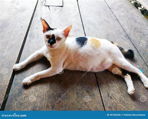 Pregnant Cat Stock Photo Image Of Drain Cross Pregnant 49765646