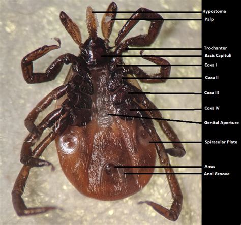 Just In Case You Didnt Know Ticks Are Just Giant Heads On Legs I