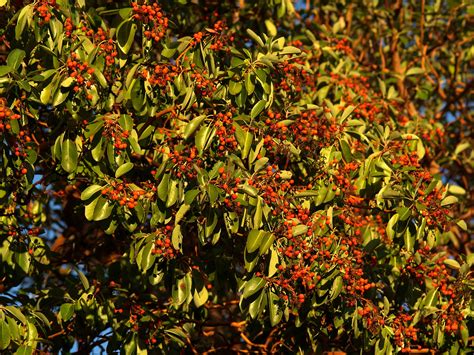 They provide perches and nesting places for a wide variety they gathered madrone berries as fresh fruit and also to make unfermented cider. Arbutus menziesii | Wiki | Everipedia