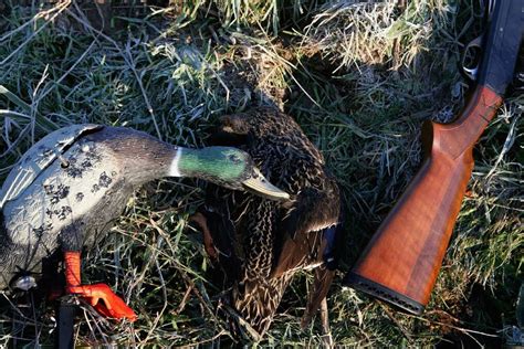 Man Fined After Natimuk Lake Freckled Duck Shooting The Wimmera Mail