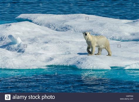 Polar Bear Ursus Maritimus Wandering Across The Ice Floes In The