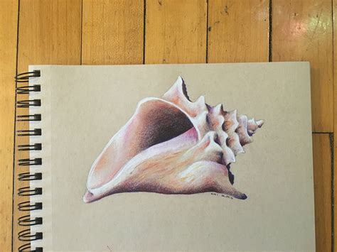 Seashell Drawing Realistic ~ 20 Latest Seashells Drawing Pictures