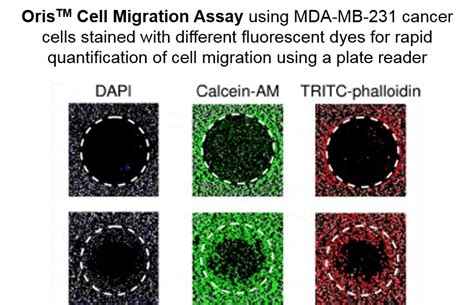 Fluorescent Dye Cell Migration Platypus Technologies