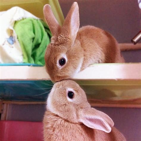 Kissing Bunnies Teh Cute