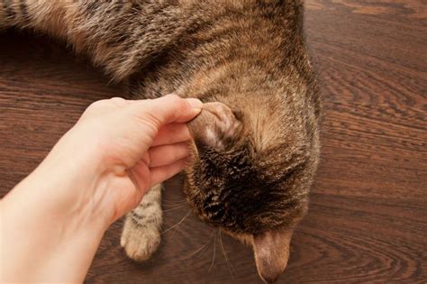 Ringworm In Cats Symptoms And Treatments Critter Culture