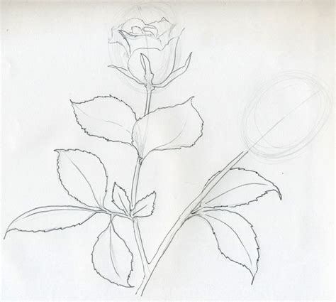 kloovimapnsur: rose flower sketch Pencil drawings of flowers flower sketches pencil art drawings drawing faces drawing flowers rose drawings flower design drawing realistic flower drawing color pencil drawings: