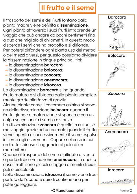 Il Frutto E Il Seme Schede Didattiche Per La Scuola Primaria Artofit