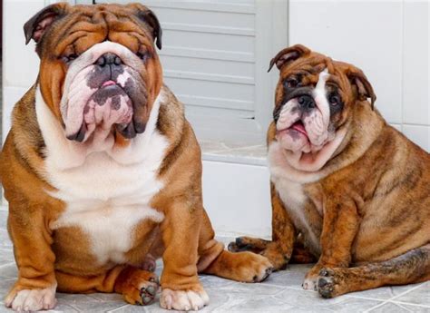 English bulldog puppies and dogs. English Bulldog - My Dog Breeders - Part 72