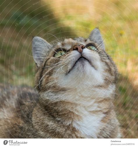 Als übersetzung von wann passt es dir morgen vorschlagen kopieren Wann regnet es? Pflanze - ein lizenzfreies Stock Foto von ...