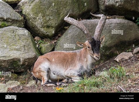 Iberian Ibex Spanish Ibex Capra Pyrenaica With Big Horns Resting