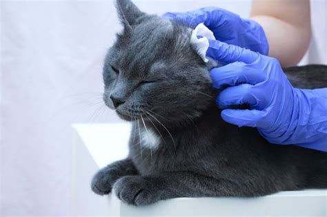 Ear Mites In Cats Causes Symptoms And Treatment All About Cats