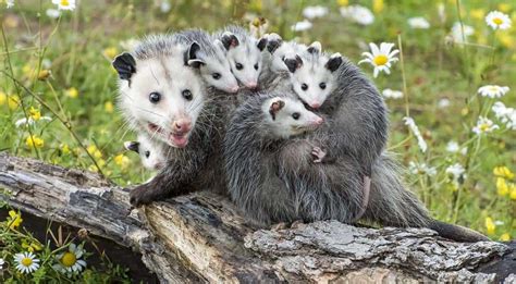 How To Get Rid Of Opossums Keeping Opossums Out Of Your Yard