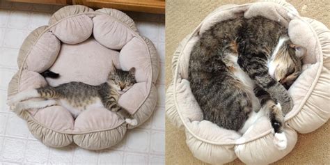 18 Awesome Then And Now Photos From Kittenhood To Cat Cat Photo Crazy