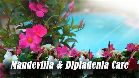 Mandevilla And Dipladenia Care Outdoor And Indoor Care Of Mandevilla