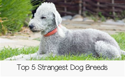 What Are The Top 5 Strangest Dog Breeds
