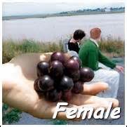 Buy Muscadine Grape Vines - Ty Ty Nursery