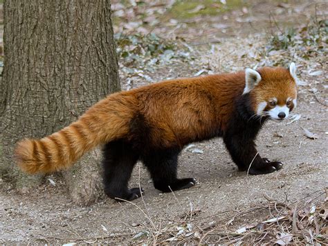 Joel Kontinen Meet The Red Panda A Living Fossil That Defies