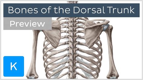 Anatomical knowledge of the coeliac trunk and its branches is indispensable for surgeons in order. Bones of the Dorsal Trunk (preview) - Human Anatomy ...