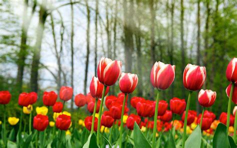 Tulipan Origen Historia Significado Usos Cuidados Y Mas