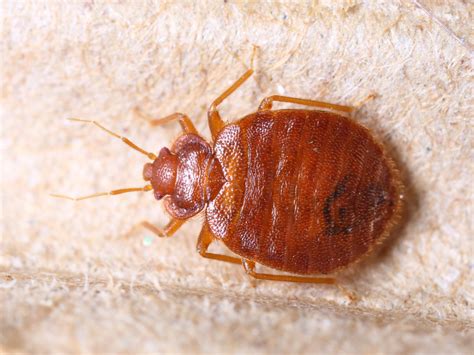 Closeupadultcimexlectulariusoncorrugatedrecycledpaperbedbug