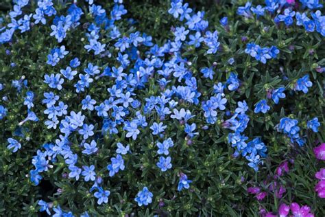 Little Blue Flowers Stock Image Image Of Flowers Beauty 52684313