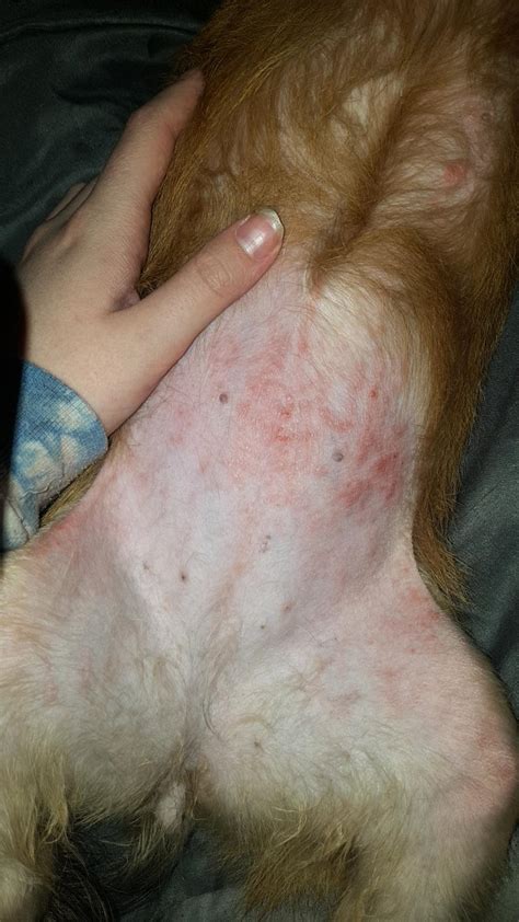 My Dog Has This Rash On Her Belly What Is It Petcoach