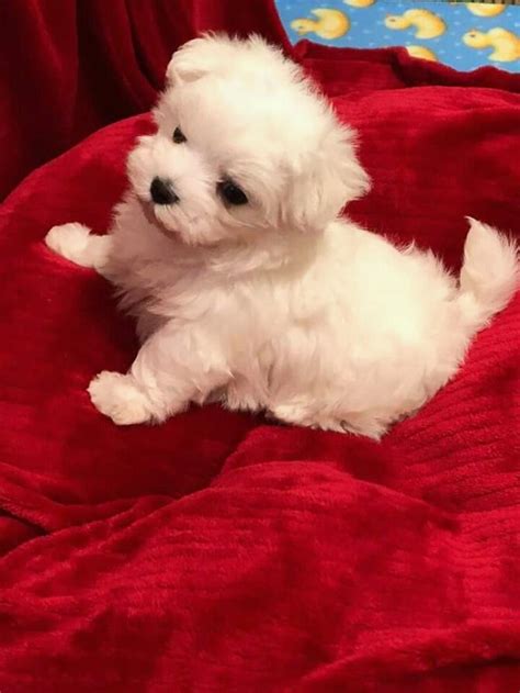 Maltese Akc Teacup Maltese Puppies For Sale Dogs For Sale Price