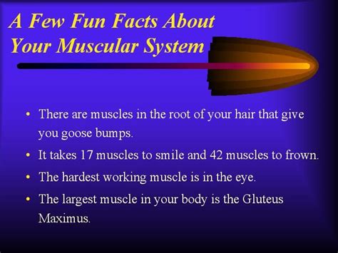 A Few Fun Facts About Your Muscular System Muscular S