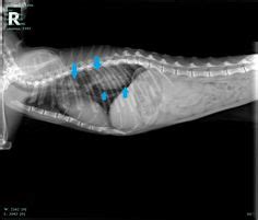 But the cancers that cats get are more likely to be malignant. 16 Radiology (aka X-rays) ideas | animal heads, x ray ...