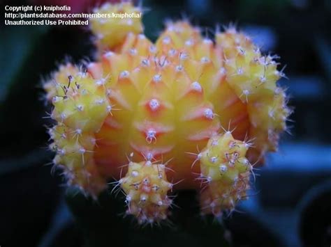 Great for indoors and outdoors! PlantFiles Pictures: Gymnocalycium, Moon Cactus, Ruby Ball ...