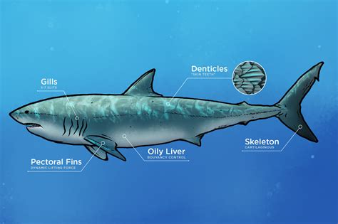 Shark Internal Anatomy Part 1