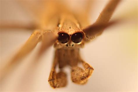 Whats Up With This Spiders Enormous Eyes Live Science