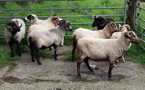 Yearling Ewes And Rams For Sale Shetland Sheep Society